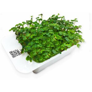 Microgreens by Leaf Learn hořčice bílá - MLL0004